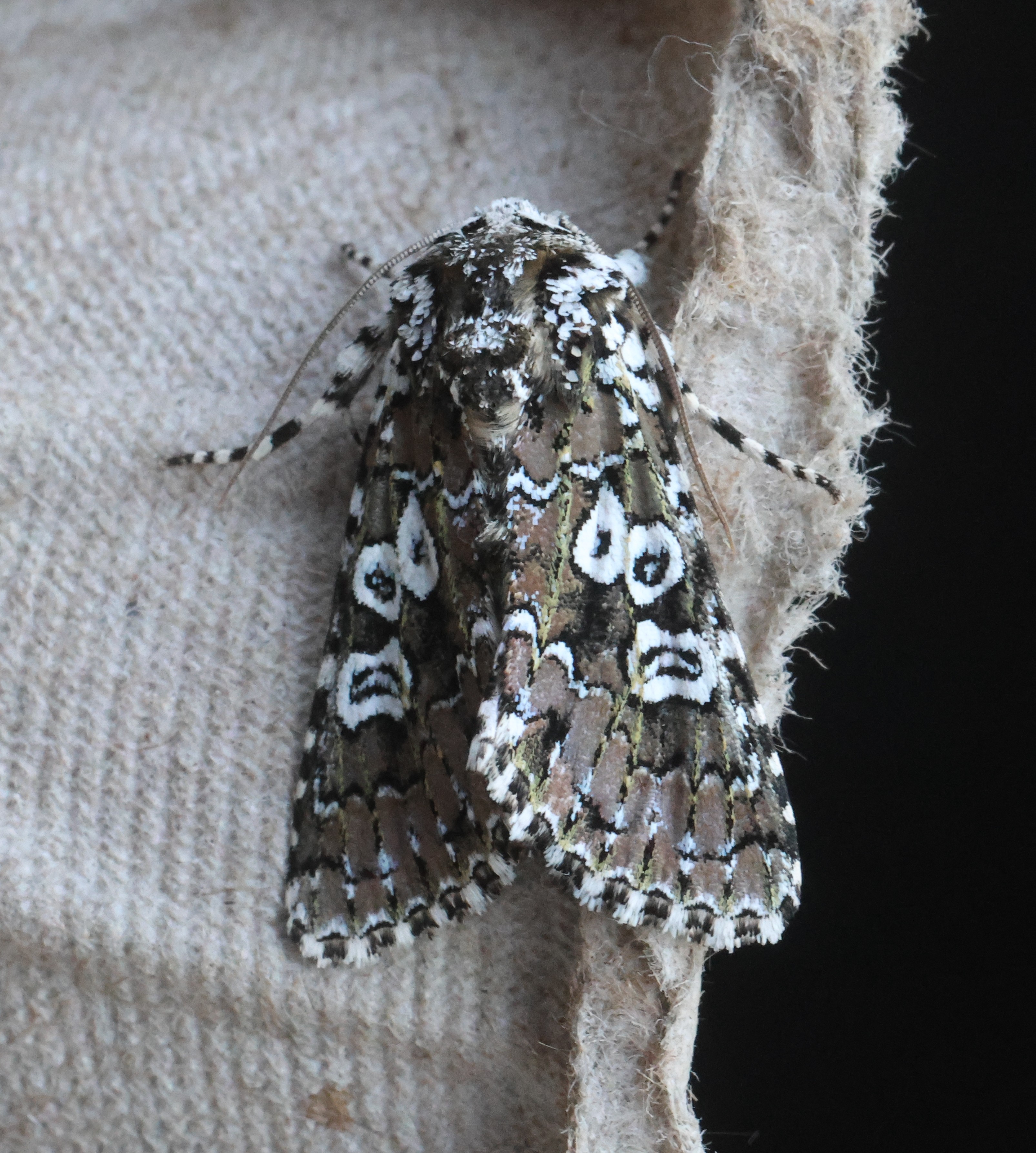 Photo of Lamprosticta culta